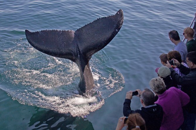 Whale Watching Trips to Stellwagen Bank Marine Sanctuary. Guaranteed sightings! - Key points to know before you go