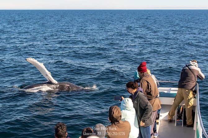 Whale Watching Trips to Stellwagen Bank Marine Sanctuary. Guaranteed sightings! - Finding the first spout and tail