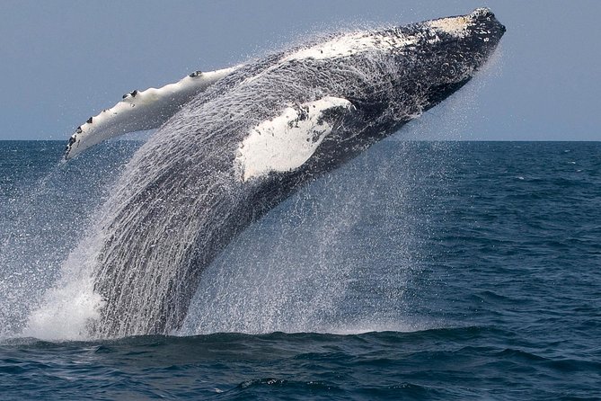 Whale Watching Trips to Stellwagen Bank Marine Sanctuary. Guaranteed sightings! - The naturalist makes the difference