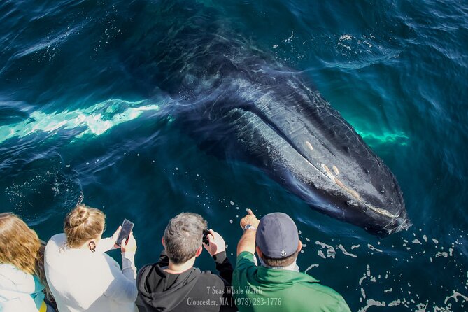 Whale Watching Trips to Stellwagen Bank Marine Sanctuary. Guaranteed sightings! - What the guarantee really means