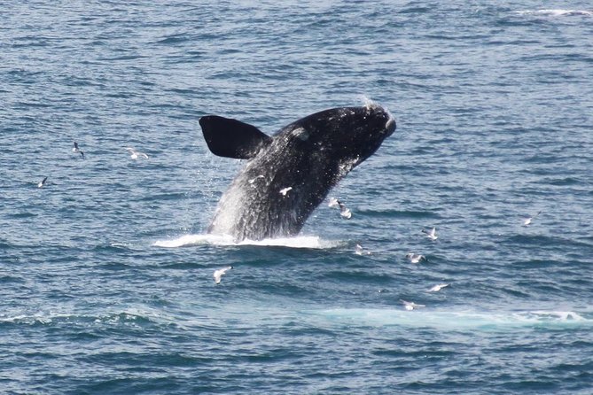 Whale Watching Walking Tours (Land-Based) - from JUNE 2025 - Key points to know before booking