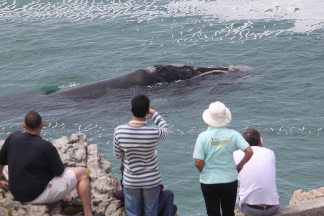 Whale Watching Walking Tours (Land-Based) - from JUNE 2025 - Starting at The Whale House Museum