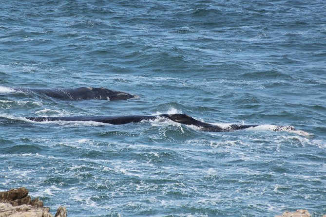 Whale Watching Walking Tours (Land-Based) - from JUNE 2025 - How the private vehicle improves the day