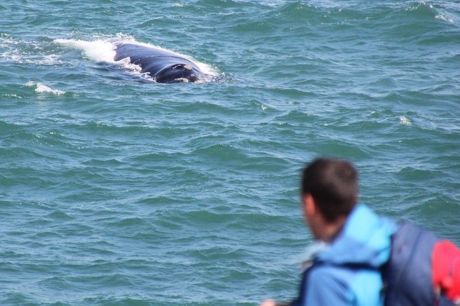 Whale Watching Walking Tours (Land-Based) - from JUNE 2025 - Who will enjoy this Hermanus tour most?