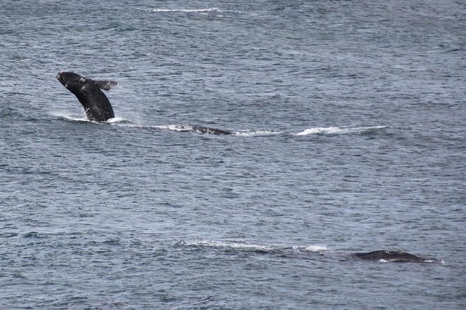 Whale Watching Walking Tours (Land-Based) - from JUNE 2025 - Five to seven viewpoints along the coast