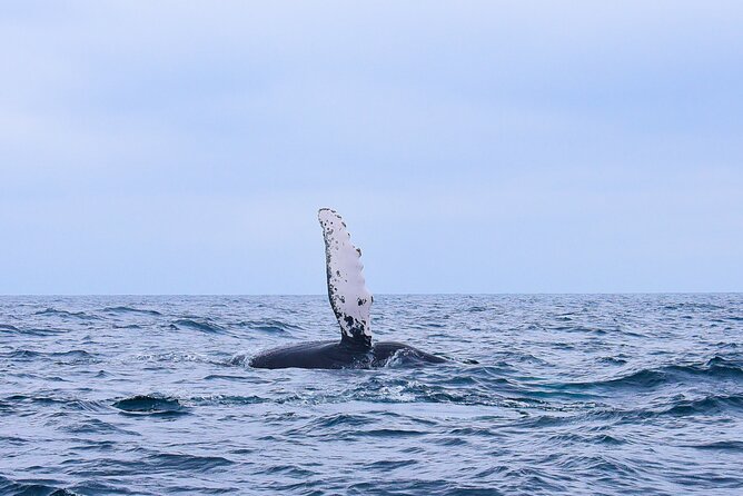 Whale Watching Warranty in San José del Cabo Snacks and drinks - Key Points Before You Book