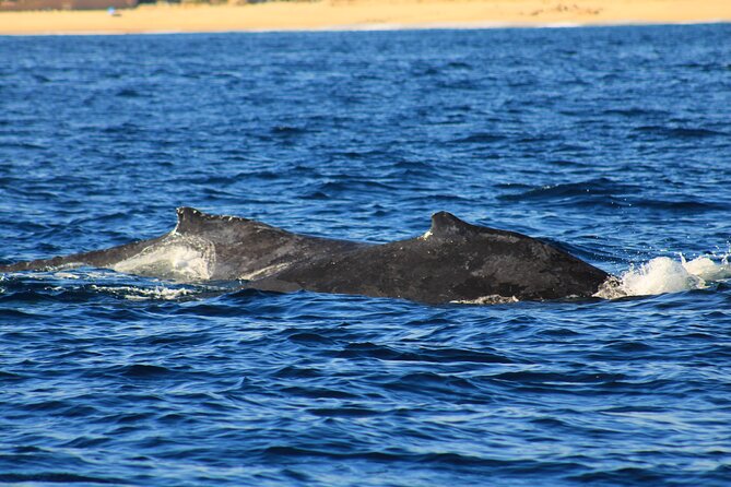 Whale Watching Warranty in San José del Cabo Snacks and drinks - Meeting at La Playa Before the 8:00 AM Departure