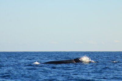 Whale Watching Warranty in San José del Cabo Snacks and drinks