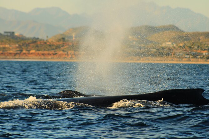 Whale Watching Warranty in San José del Cabo Snacks and drinks - Snacks, Drinks, and the Small Comforts