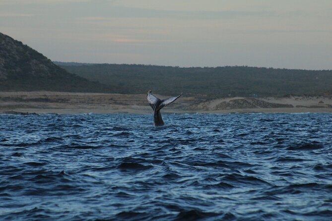 Whale Watching Warranty in San José del Cabo Snacks and drinks - Choosing Between 8:00 AM and 10:00 AM