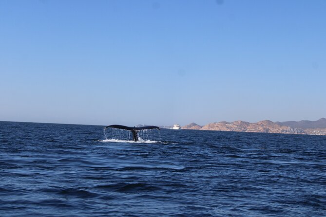 Whale Watching Warranty in San José del Cabo Snacks and drinks - Who Will Enjoy This Experience Most?