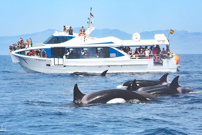 Whale watching - How the crew searches for whales