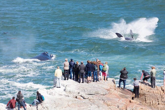 Whale Wonders: Majestic Marine Adventures in Hermanus - Is $243 per person good value?