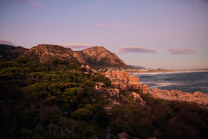 Whale Wonders: Majestic Marine Adventures in Hermanus - Who will enjoy this day most?