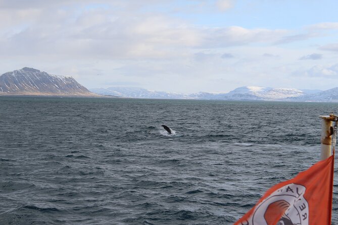 Whale Wonders Morning Expedition from Reykjavík - Key points at a glance