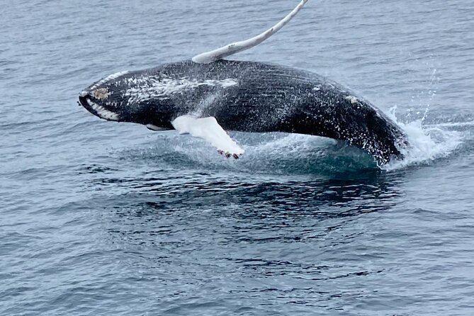 Whale Wonders Morning Expedition from Reykjavík - Setting out from Reykjavík at 9:00 a.m.