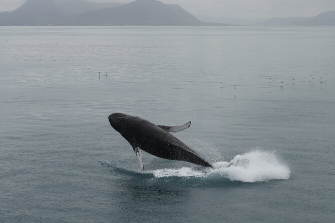 Whale Wonders Morning Expedition from Reykjavík - Is $97 a fair price?