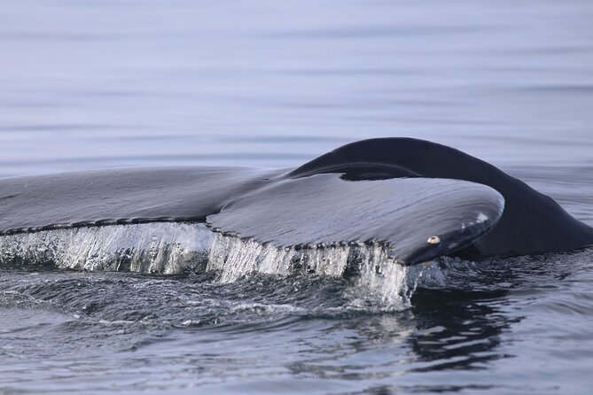 Whale Wonders Morning Expedition from Reykjavík - Weather can change the plan