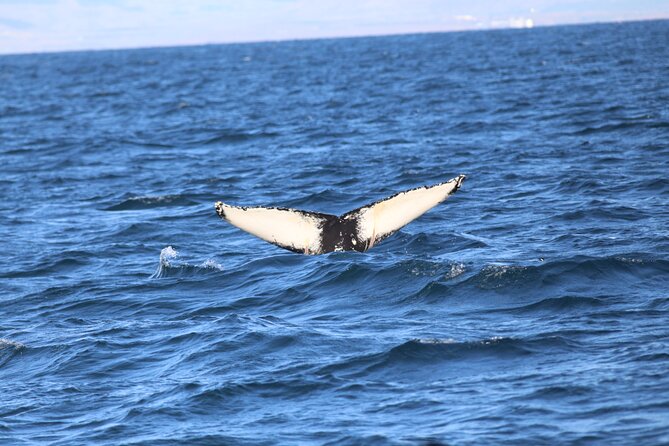 Whale Wonders Morning Expedition from Reykjavík - Who will enjoy this Reykjavík cruise most?