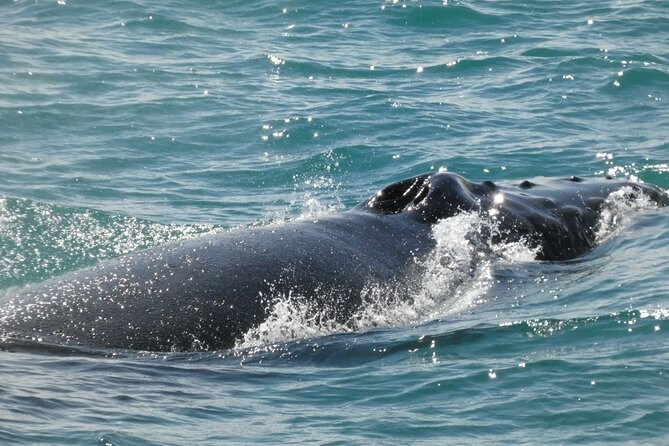 Whale Wonders Morning Expedition from Reykjavík - FAQ