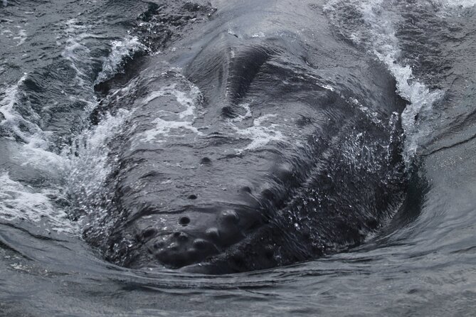 Whale Wonders Morning Expedition from Reykjavík - Faxaflói Bay and the search for marine life