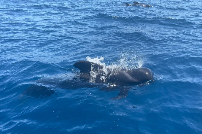 Whales and Dolphins excursion on a Luxury Yacht in Canary Islands - What the three-hour schedule really means