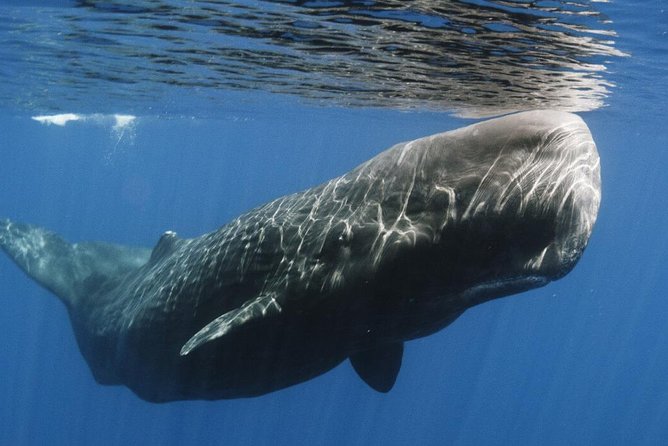Whales and Dolphins Watching Mirissa - What this Mirissa and Galle outing really offers