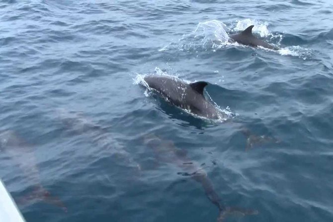 Whales and Dolphins Watching Mirissa - The moonstone mine and Gem Palace in 30 minutes