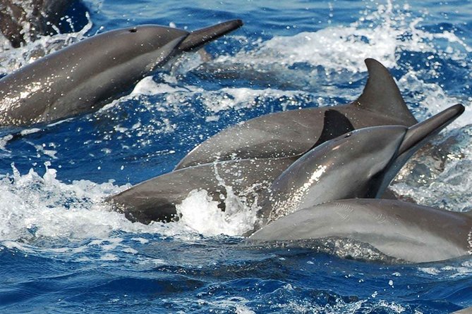 Whales and Dolphins Watching Mirissa - Walking Galle Dutch Fort in one hour