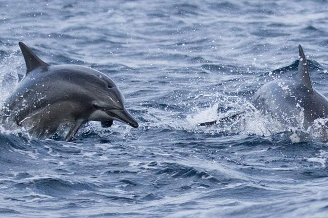 Whales and Dolphins Watching Mirissa - Food, water, and the missing lunch