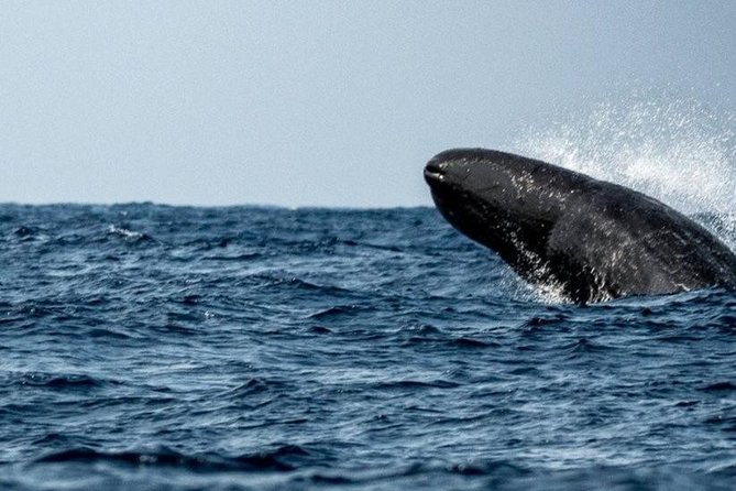 Whales and Dolphins Watching Mirissa - Who will enjoy this private tour most?