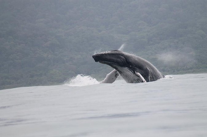 Whales and Dolphins watching Tour From Uvita - Snorkeling, caves, and swimming