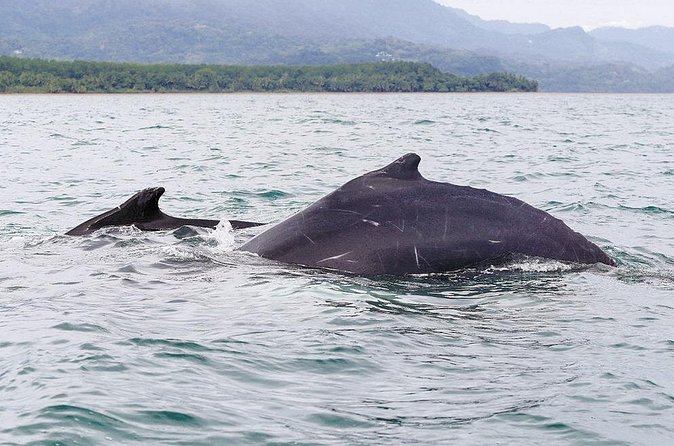 Whales and Dolphins watching Tour From Uvita - Guides, crew, and the feel of the outing