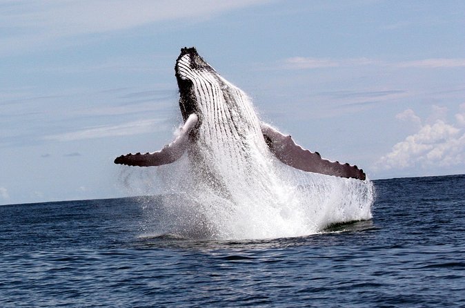 Whales and Dolphins watching Tour From Uvita - Is $89 a fair price?