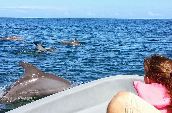 Whales and Dolphins watching Tour From Uvita - Best time to book this Uvita whale tour