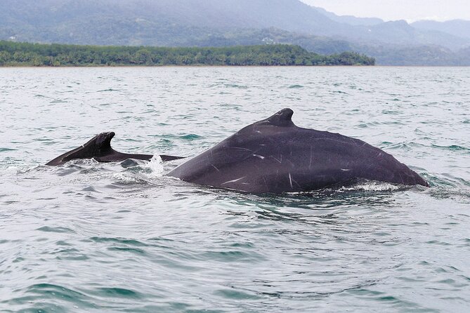 Whales and Dolphins watching Tour From Uvita - What you may see besides whales