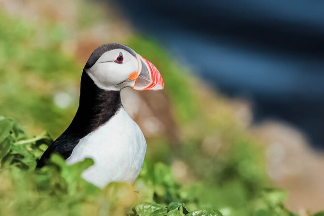 Whales and Puffins Tour from Husavik - Key points at a glance