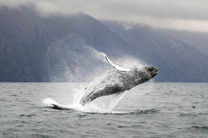Whales and Puffins Tour from Husavik - Warm overalls, hot chocolate, and the practical comforts