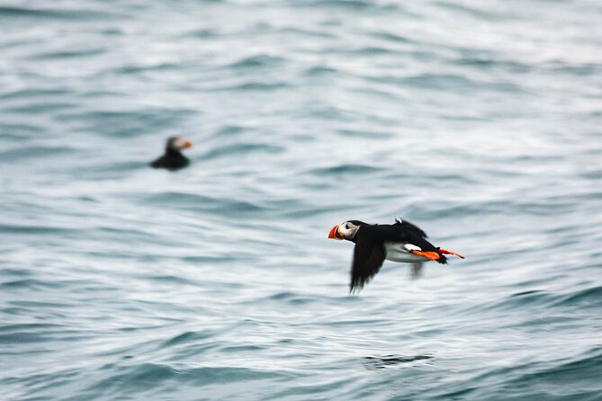 Whales and Puffins Tour from Husavik - Is the $130 price fair?