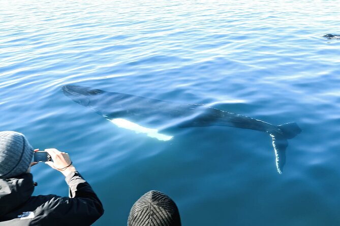 Whales and Puffins Tour from Husavik - Húsavík or Akureyri: read the location carefully