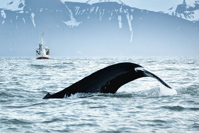 Whales and Puffins Tour from Husavik - Weather, cancellations, and the risk you accept
