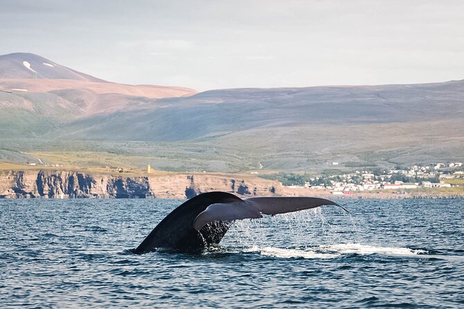 Whales and Puffins Tour from Husavik - Searching for whales after the puffins