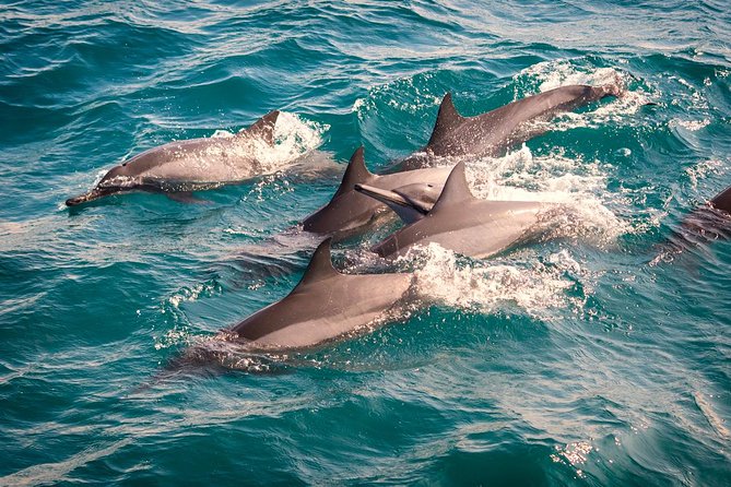Whales & Dolphin Watching Day Tour including Handunugoda Teafactory - Why this day works from Bentota