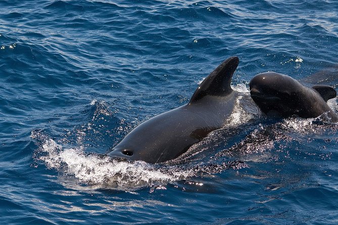 Whales & Dolphins watching in exclusive sailboat - Heading out to Tenerife’s whale waters