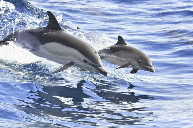 Whales & Dolphins watching in exclusive sailboat - A swim, a sandwich, and a little time to relax