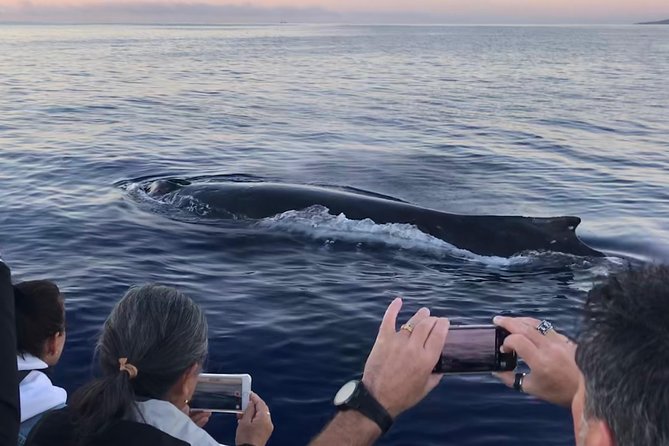 WHALES GUARANTEED Maui Whale Watching Makai Adventures - Why the boat makes a difference