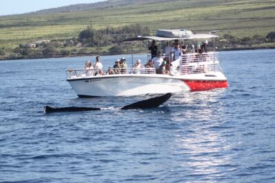 WHALES GUARANTEED Maui Whale Watching Makai Adventures