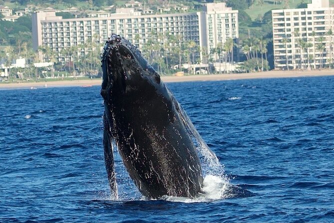 WHALES GUARANTEED Maui Whale Watching Makai Adventures - Cancellation and weather details