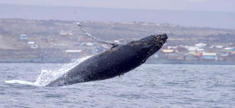 Whales & Humboldt Penguins: Chañaral or Damas island hiking - Key points to know before you book