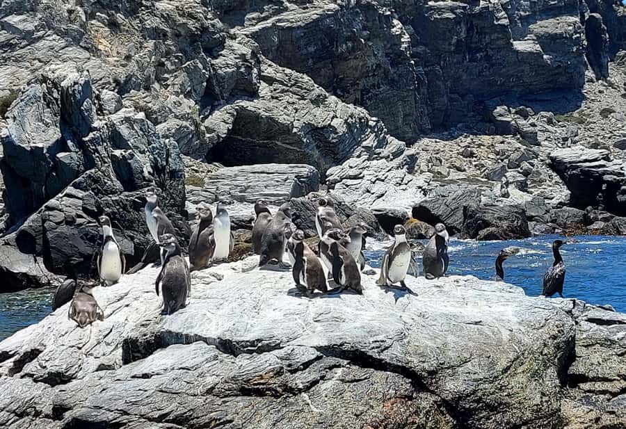Whales & Humboldt Penguins: Chañaral or Damas island hiking - Why this coast is worth the long road from La Serena